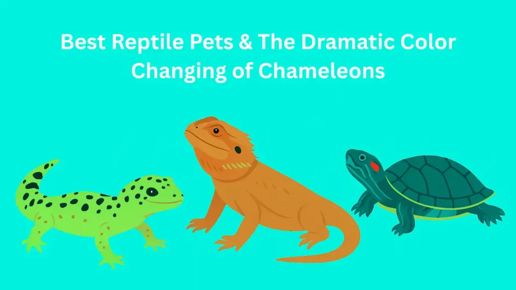 Best Reptile Pets & The Dramatic Color Changing of Chameleons