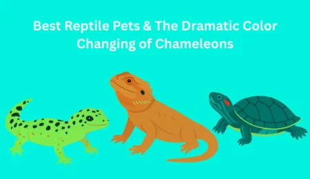 Top 5 Best Reptile Pets & The Dramatic Color Changing of Chameleons 4 Best Reptile Pets & The Dramatic Color Changing of Chameleons
