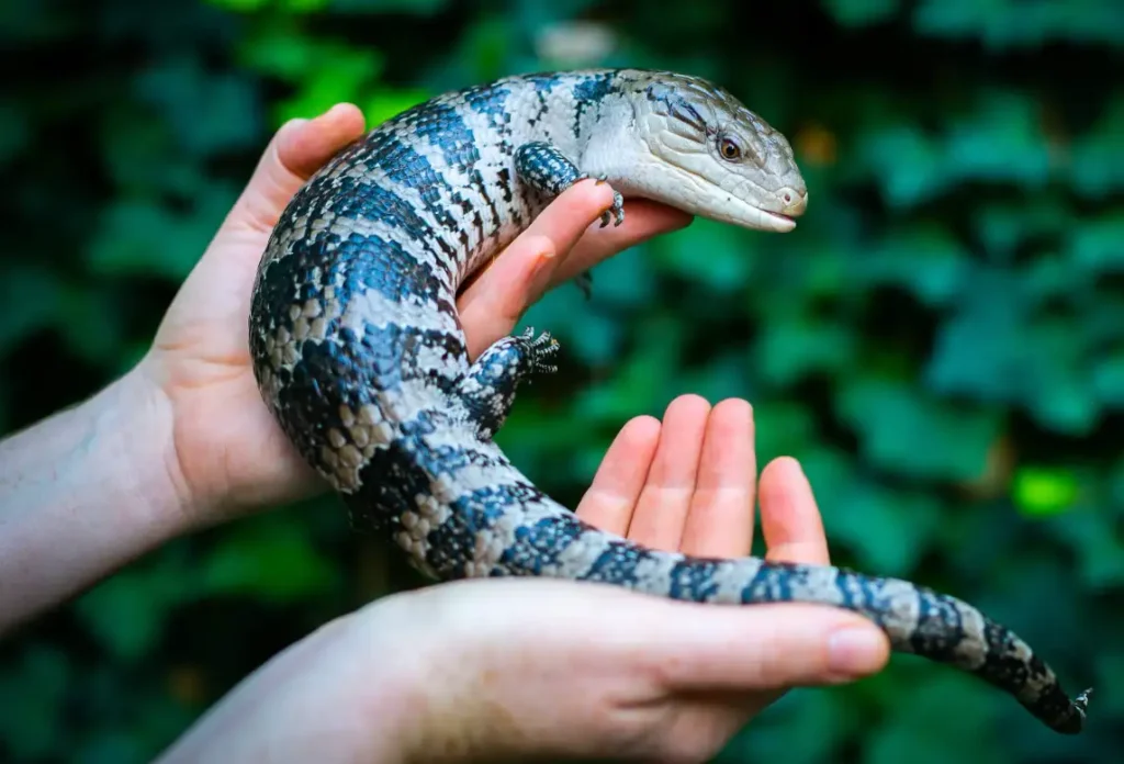 Blue-Tongued Skink