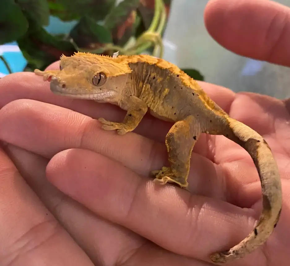 Crested Gecko