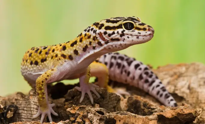 Leopard Gecko