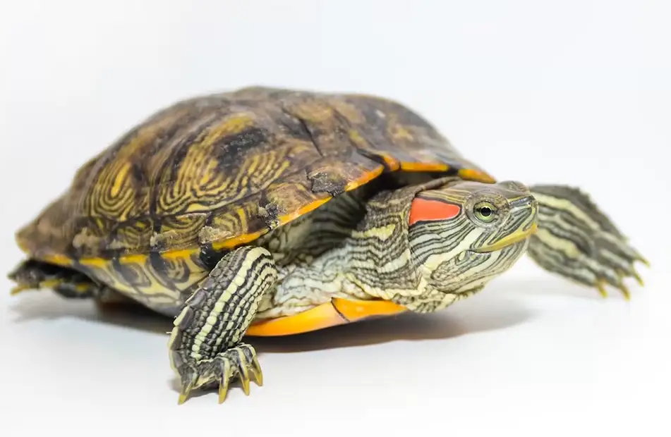 Red-Eared Slider Turtle
