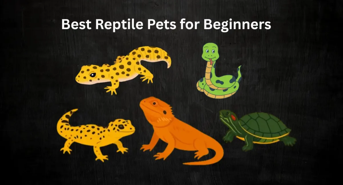 Top 7 Best Reptile Pets for Beginners – Care, Diet & Housing Guide