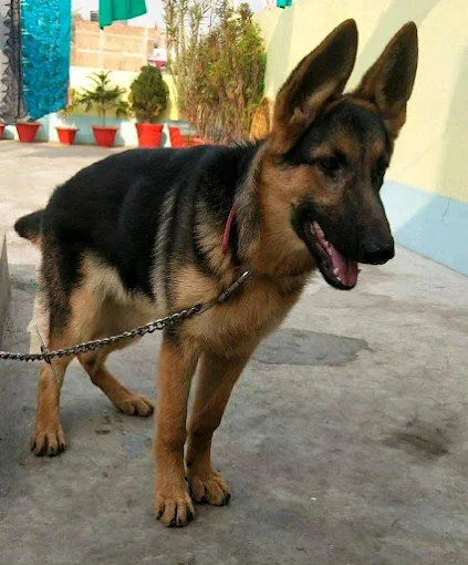 Keshav Pet House Spa & Hospital Pet Care in Patna