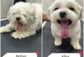 AB Pet Grooming Studio – Pet Grooming in Chembur, Mumbai