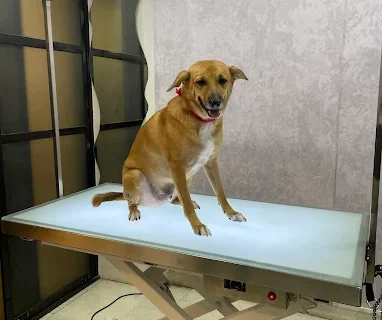 All-4-Paws-–-Pet-Grooming-Salon-in-Borivali-West-Mumbai-PetGrill