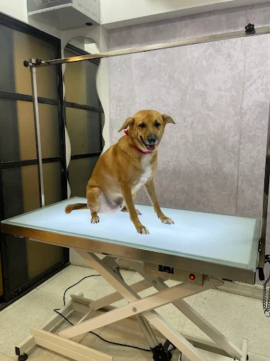 All 4 Paws – Pet Grooming Salon in Borivali West, Mumbai