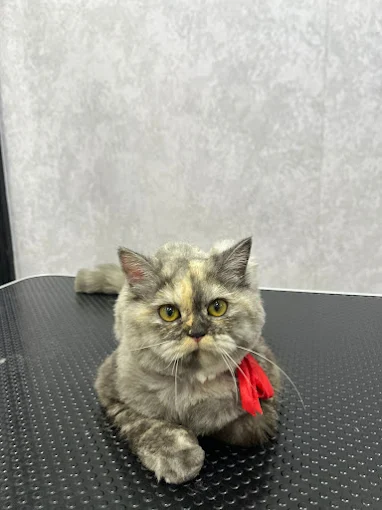 All 4 Paws – Pet Grooming Salon in Borivali West, Mumbai