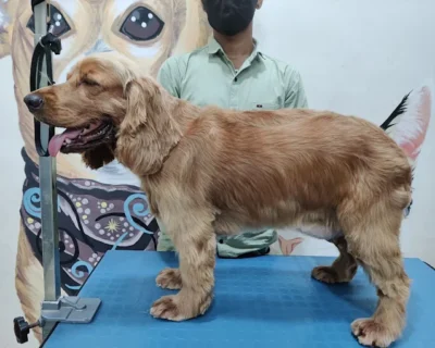 BFF-Pet-Spa-Store-Boarding-–-Pet-Grooming-Boarding-in-Mumbai-PetGrill
