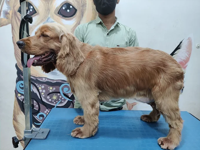 BFF Pet Spa – Pet Grooming & Boarding in Mumbai