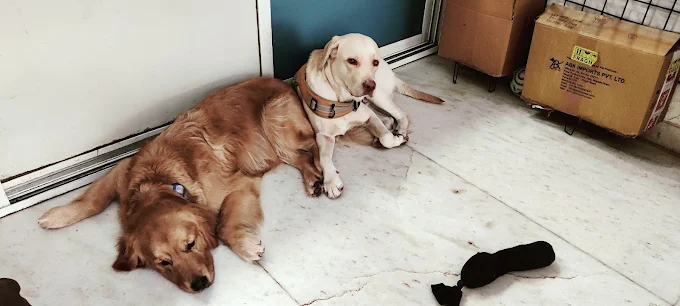 BFF Pet Spa – Pet Grooming & Boarding in Mumbai