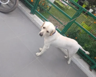 Home 8 Deep-Pet-Care