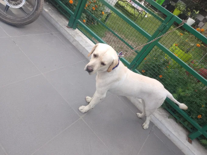 Deep Pet Care – Pet Grooming & Boarding in Delhi