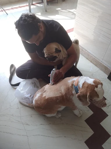 Deep Pet Care – Pet Grooming & Boarding in Delhi