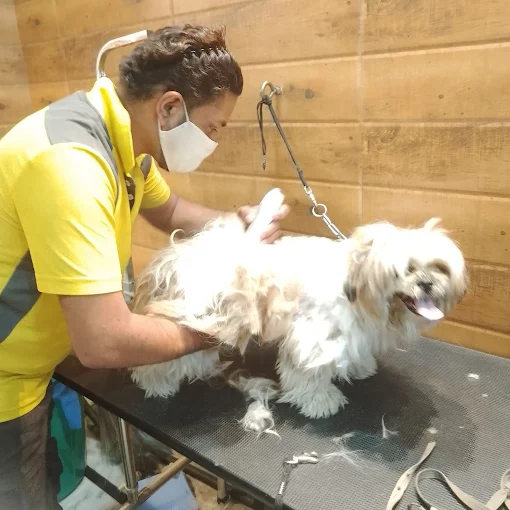 Deep Pet Care – Pet Grooming & Boarding in Delhi