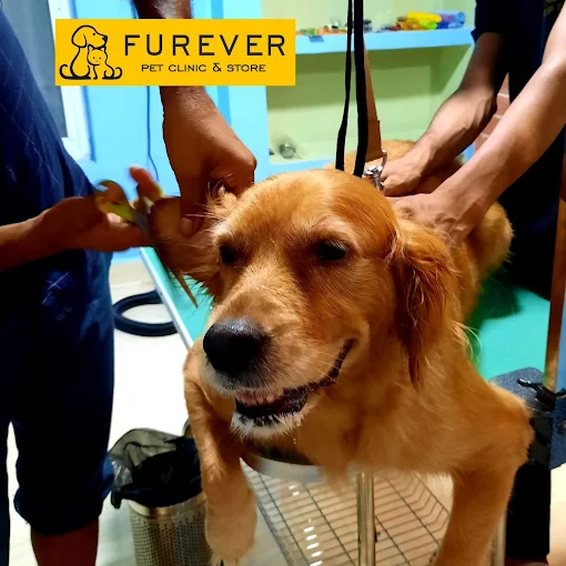 Furever Pet Clinic, Spa & Store in Patna