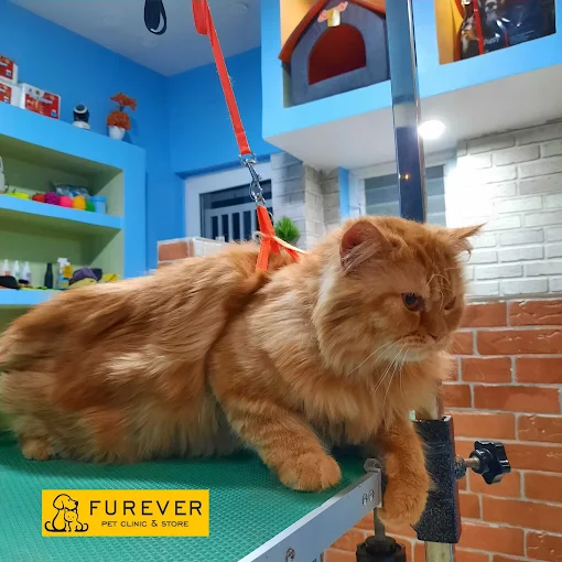 Furever Pet Clinic, Spa & Store in Patna