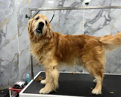 Furry-Foots-Pet-Grooming-Studio