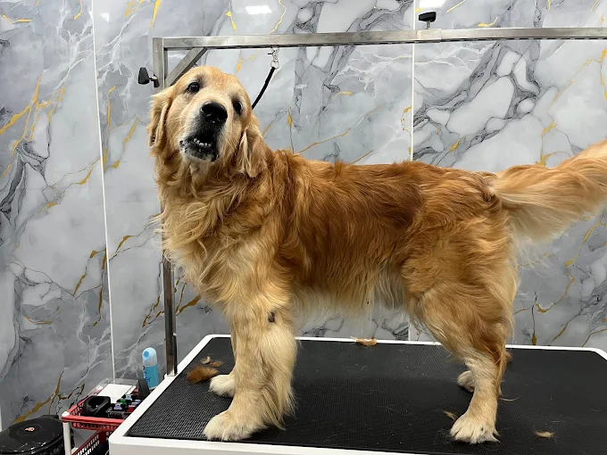 Furry Foots – Pet Grooming Studio in Borivali East, Mumbai