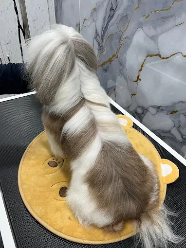 Furry Foots – Pet Grooming Studio in Borivali East, Mumbai