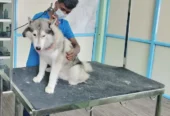 Hi-Tech Pet Grooming Center – Pet Care Service in Bengaluru