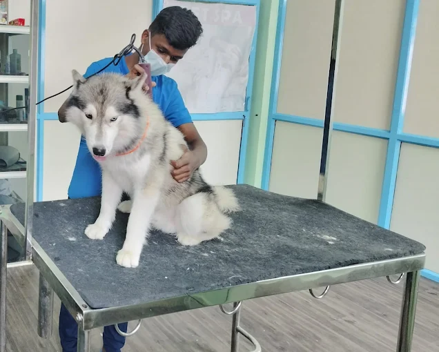 Hi-Tech Pet Grooming Center – Pet Care Service in Bengaluru