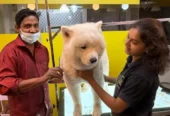Just Groom – Pet Spa & Salon in Jubilee Hills, Hyderabad