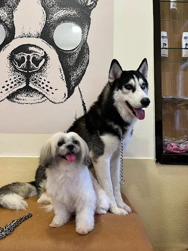 Kross Paaws – Pet Grooming & Academy in Kalighat, Kolkata