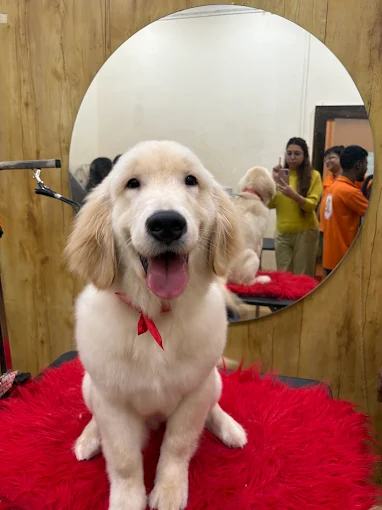 Kross Paaws – Pet Grooming & Academy in Kalighat, Kolkata