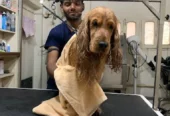 Malti’s Dog Grooming & Spa – Pet Care in Patna
