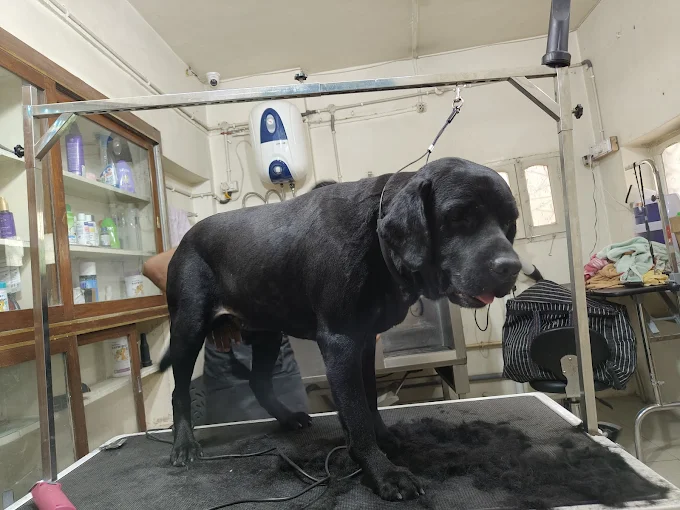 Malti’s Dog Grooming & Spa – Pet Care in Patna