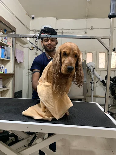 Malti’s Dog Grooming & Spa – Pet Care in Patna