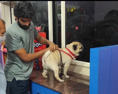 PETPLANET-DOG-CLINIC