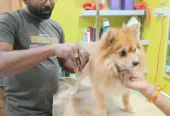 Paws Station – Pet Grooming Service in Kolkata