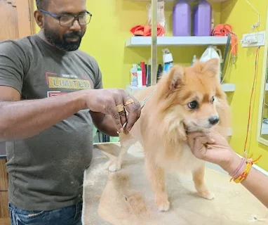 Paws-Station-Pet-Grooming-Service-in-Newtown-Kolkata