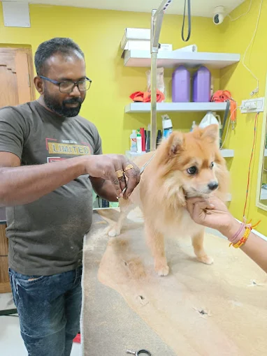Paws Station – Pet Grooming Service in Kolkata