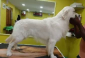 Paws Station – Pet Grooming Service in Kolkata