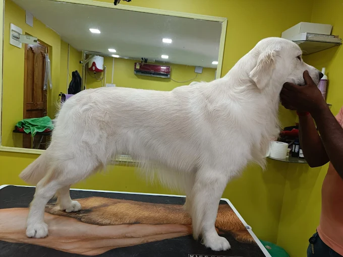 Paws Station – Pet Grooming Service in Kolkata