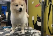 Pet Grooming Home Service – Maheshtala, West Bengal