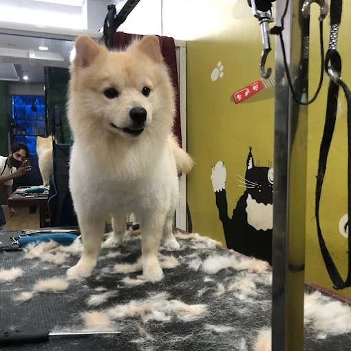 Pet Grooming Home Service – Maheshtala, West Bengal