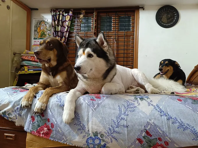 Pet Grooming Home Service – Maheshtala, West Bengal