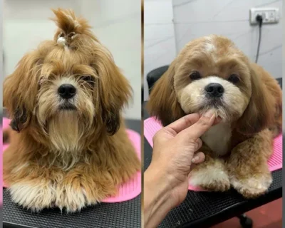 Pet-Grooming-Tales-–-Grooming-Salon-Academy-in-Malad-East-Mumbai-PetGrill