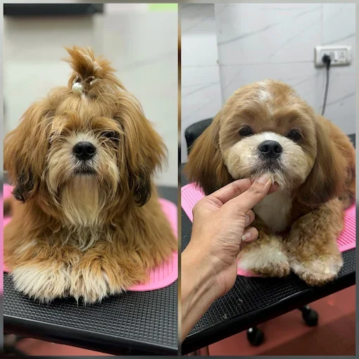 Pet Grooming Tales – Grooming Salon in Malad East, Mumbai