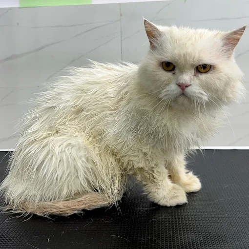 Pet Grooming Tales – Grooming Salon in Malad East, Mumbai