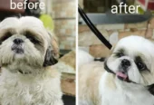 Pet Pamperer – Pet Grooming Salon & School Mumbai