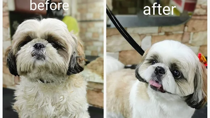 Pet Pamperer – Pet Grooming Salon & School Mumbai