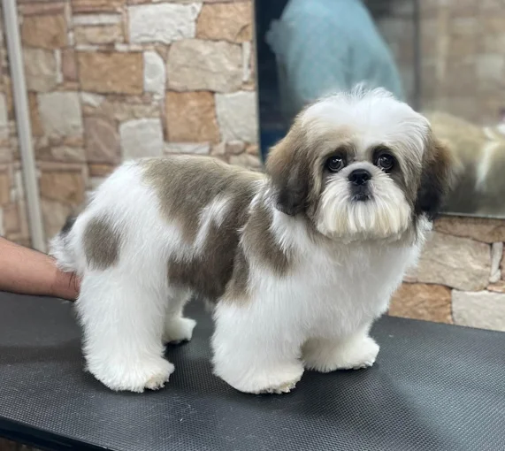 Pet Pamperer – Pet Grooming Salon & School Mumbai