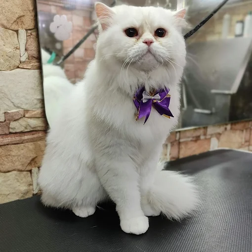 Pet Pamperer – Pet Grooming Salon & School Mumbai