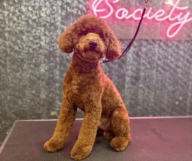 Home 9 Pet-Society-Pet-grooming-spa-Pet-store