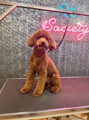 Pet Society – Pet Grooming Spa & Store in Bengaluru